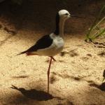 Newcastle - Blackbutt Reserve 